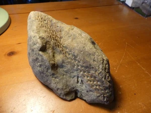 Ancient Plant Fossil Lepidodendron Bark Display Cut 231103 - Picture 1 of 10