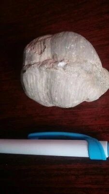 Rare marine fossil N Arizona  - Image 1 of 2