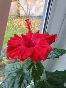 Hibiskus Hibiscus rosa sinensis - große rote Blüte - Bild 1 von 6