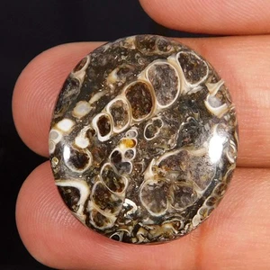 Cabujón ovalado fósil de turritella natural precioso 31,65 quilates Piedras preciosas sueltas - Imagen 1 de 3