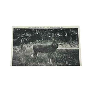 Postcard The Hunters Dream Deer Marshalls Creek Pennsylvania Vintage A471 - Picture 1 of 2
