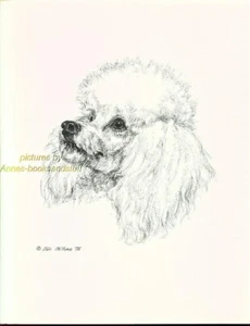 #40 WHITE POODLE portrait * dog art print * Pen and ink drawing * Jan Jellins - Picture 1 of 1