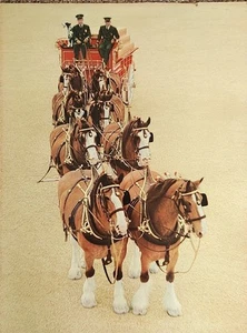 Vintage Budweiser Picture Poster Beer Wagon Clydesdales Men Dalmation - Picture 1 of 8