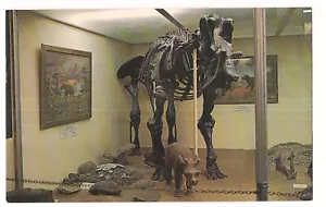 Skeleton of UINTATHERIUM DINOSAUR Natural History Vernal Utah Postcard UT - Picture 1 of 2