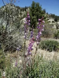 Delphinium parryi ssp. purpureum | Mt. Pinos Larkspur | 10 Seeds - Picture 1 of 5