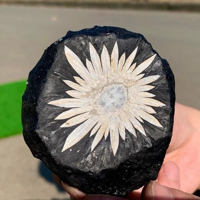 116G Natural Chrysanthemum Stone Quartz Carving Halo Treatment Gift - Image 1 of 4