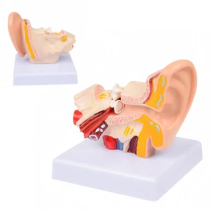 Human 1.5times Ear Anatomy Model Teaching Supplies School Teaching Tool US STOCK - Bild 1 von 12