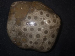 Unpolished Petoskey Stone - Picture 1 of 3