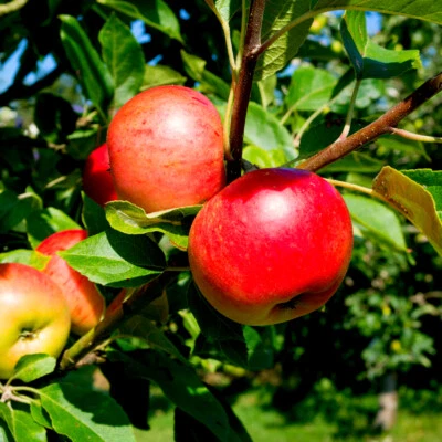 Discovery Apple Tree 4-5ft, Ready to Fruit, Crisp,Juicy, Strawberry Taste - Image 1 of 3