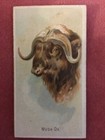 ALLEN & GINTER WILD ANIMALS OF THE WORLD 1889 - MUSK OX