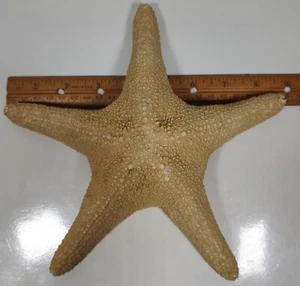 Vintage Real Authentic Large Dried Starfish Seashell 8 3/4” Great Shape - Picture 1 of 6