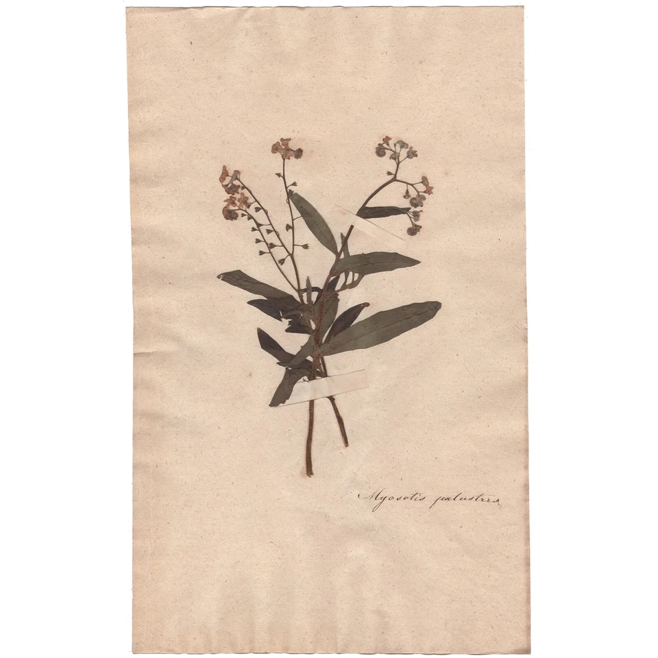Antique 1790 herbarium dried flower scientific specimen #10 Water Forget-me-not - Image 1 of 3