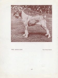 SCHNAUZER OLD VINTAGE 1934 NAMED DOG PAGE PRINT  - Picture 1 of 1