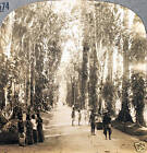 Keystone Stereoview Tree Line Avenue, Buitenzorg, Java from 1930s T600 Set #T574