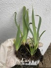 SISYRINCHIUM STRIATUM ( Yellow Eyed Grass) STARTER PLANTS X 4 Like Iris