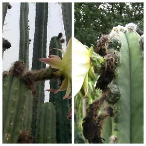 Scop T.SCOP X Sycho0 T.BRID Cactus Seeds - Pk of 100 seeds Buy 2 Get 1 Free - Picture 1 of 4