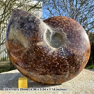 Large polished ammonite fossil - beautiful display specimen - Picture 1 of 1