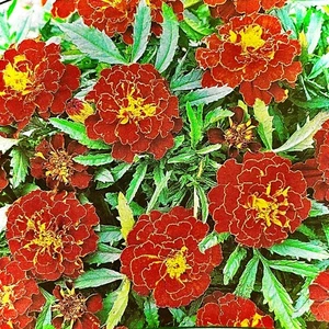 Saatgut 40-400 Samen STUDENTENBLUMEN BONITA CARMEN rot 30cm Grabbepflanzung - Bild 1 von 2