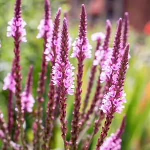 Verbena hastata “Rosea” ( Pink-Flowered Blue Vervain) x 50 seeds. - Picture 1 of 6