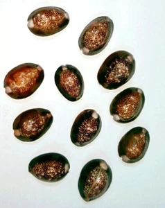 INDIA 60 piezas Natural Marrón Oscuro Negro Tigre Cowrie/Kawdi/Kaudi/Kodi/Cáscara - Imagen 1 de 2