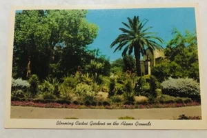 Cactus Garden On Alamo Grounds, Texas. Postcard (M2) - Picture 1 of 2