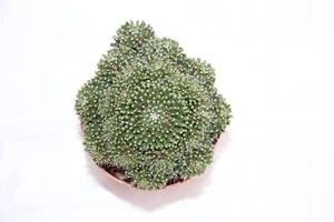 Mammillaria painteri - Bild 1 von 2