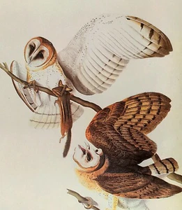 John James Audubon BARN OWL Birds Vintage Art Print Book Plate 110 - Picture 1 of 3