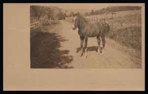 Rppc PEQUEÑO COLT 8 meses de edad en la granja, CYKO 1904-1920 FOTO REAL DB 1907-1915 - Imagen 1 de 2