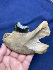 Muestra de diente de mamífero prehistórico raro 110 g - Imagen 1 de 23
