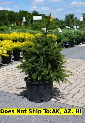 Sherwood Compact Norway Spruce Tree in 6 Gal Pot Outdoor Evergreen Picea Abies - Image 1 of 2
