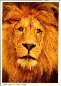 Postcard Ontario Metro Toronto Zoo ON African Male Lion Big Cats John Hinde - Picture 1 of 2