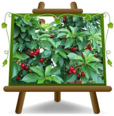 EURO PLANTS VIVAI Ciliegio Nano Ferrovia pianta: Altezza 150~170 cm Eta': 2 anni Vaso: 20 cm