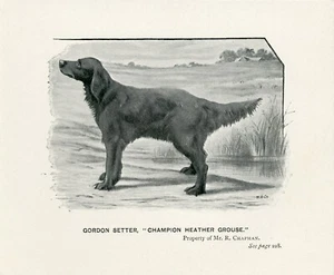 GORDON SETTER NAMED CHAMPION DOG LITTLE ANTIQUE 1895 DOG ART PRINT - Picture 1 of 1