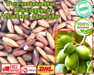 Organic Dried Terminalia Catappa Viable Fruit Seeds Nut Indian Almond Herbal - Picture 1 of 24