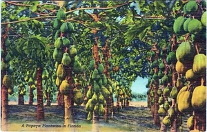 Postal de Papaya Plantation Florida 6B-H644 sin publicar - Imagen 1 de 2