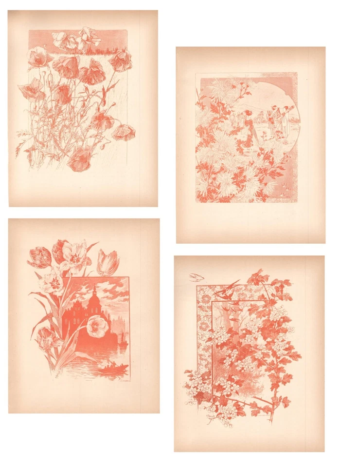 Stampe antiche LOTTO 4 FIORI IN SANGUIGNA Gustave Fraipont 1896 Antique prints - Immagine 1 di 4