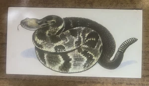 Vintage - 1962 - Gelles Widmer - Reptile CARD -48. Timber Rattlesnake - Picture 1 of 2