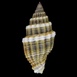 VEXILLUM MUTABILE (Mactan Isl., Philippines) 13.8mm #47595 - Imagen 1 de 3