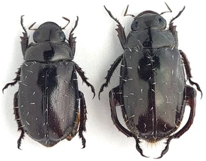 Scarabaeidae Rutelinae Paradorodocia albosetosa Madagascar - Picture 1 of 1