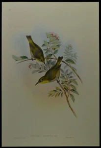 John Gould Robust Zosterops Bird British Museum Official Limited Print - Foto 1 di 2