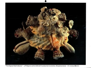The Original Shell Collector, Philippine Carrier Shell, Seashell Print 1981 - Imagen 1 de 1