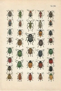 Stampa antica INSETTI COLEOTTERI COLEOPTERA Chrysomelidae 1942 Antique print - Imagen 1 de 2