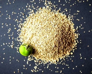 30 TPS TRUE PARSNIP SEEDS GENETICALLY UNIQUE P0TAT0 NOT FOR COMMERCIAL USE - Picture 1 of 8