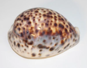 Cypraea Cervus Cowrie Seashell 86mm 3.4" Shell Tigris Tiger Schilderiana Hawaii - Picture 1 of 24