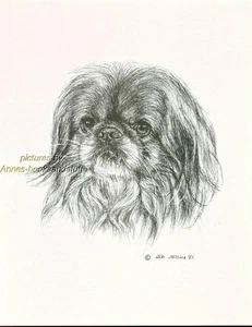 #16 PEKINGESE portait dog art print * Pen and ink drawing * Jan Jellins - Picture 1 of 9