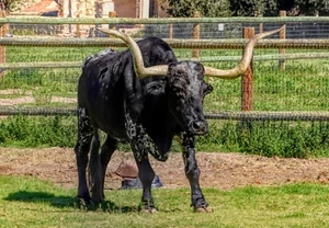 Mission Longhorn La Purisima Western Bull Cattle California Mission Canvas 20x30 - Picture 1 of 1