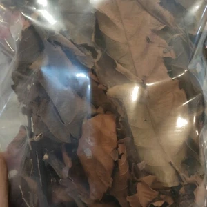 Bandicoot Berry,Leea Indica,Yan Tuo 岩陀,Herbal Tea Leaves. - Picture 1 of 2