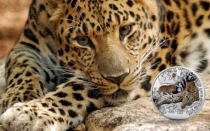 Amur leopard - S.O.S. to the World – Endangered Animal Species - Silver coin - Zdjęcie 1 z 8
