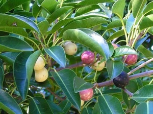 DECIDUOUS FIG - FICUS HENNEANA - RAINFOREST FIG TREE - Picture 1 of 2