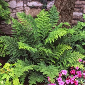 1 Lady Fern Athyrium filix-femina Wildflower garden Dormant Bare root crown - Picture 1 of 8